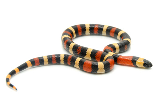 Apricot Pueblan Milk Snake For Sale, Apricot Pueblan Milk Snake For Sale Canada, Apricot Pueblan Milk Snake For Sale Near Me, Apricot Pueblan Milk Snake For Sale Cheap